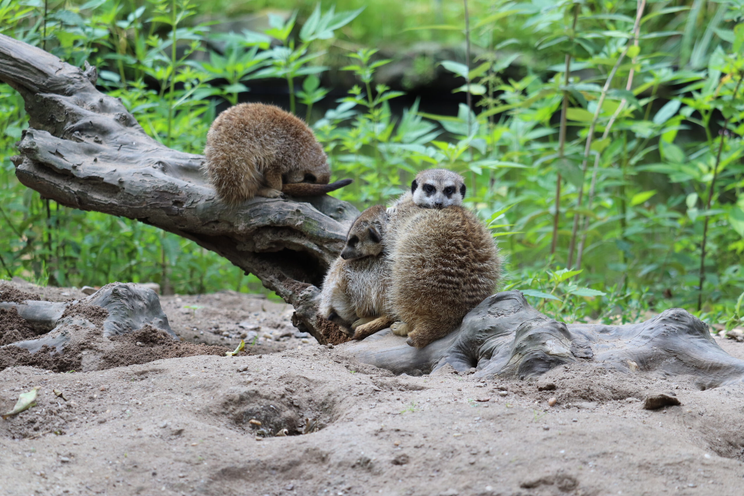 Aangestaard - Geintrigeerd
