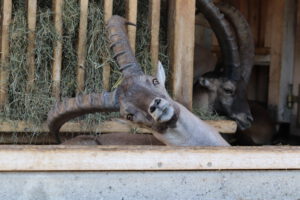 Aangestaard - Ongemakkelijk