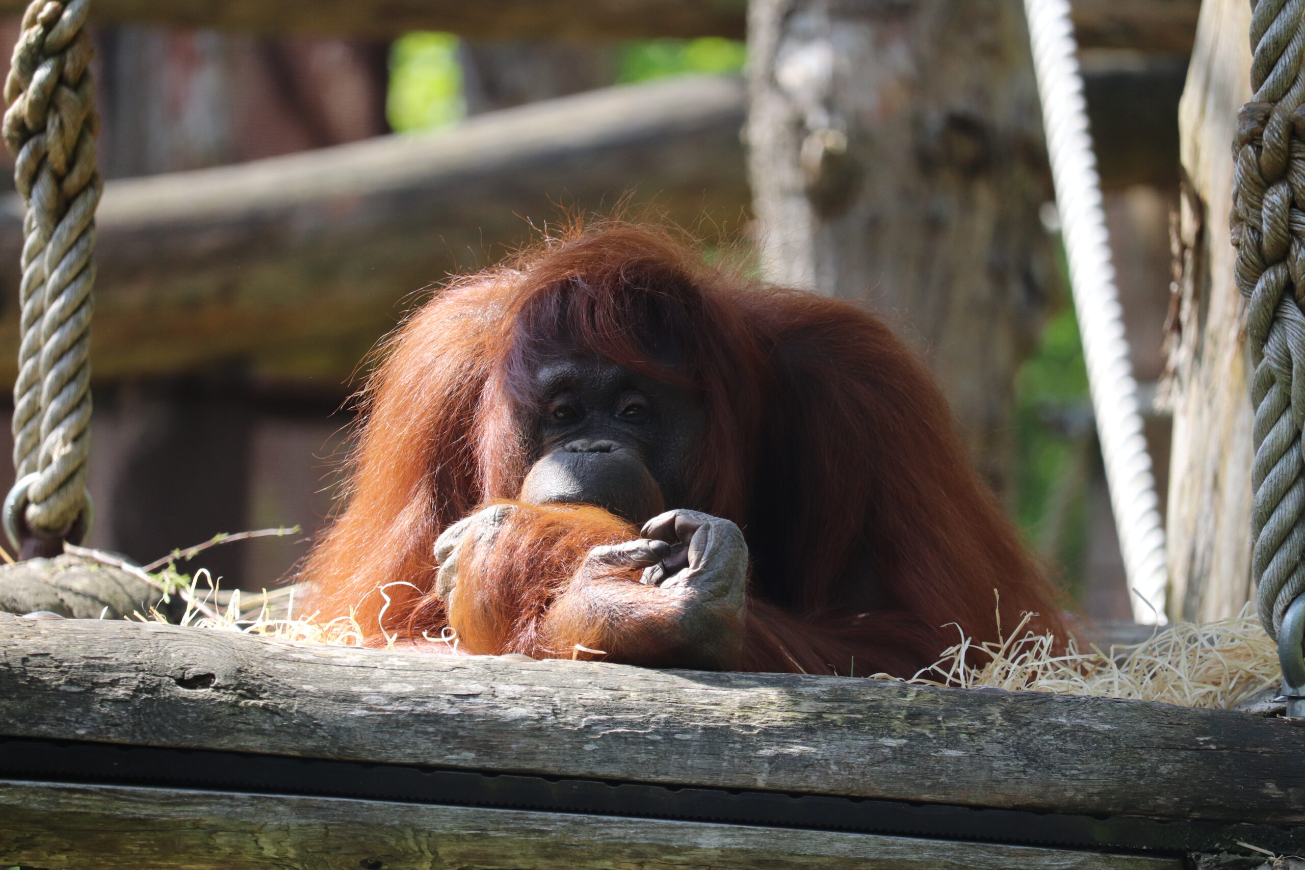 Aangestaard - Verveeld